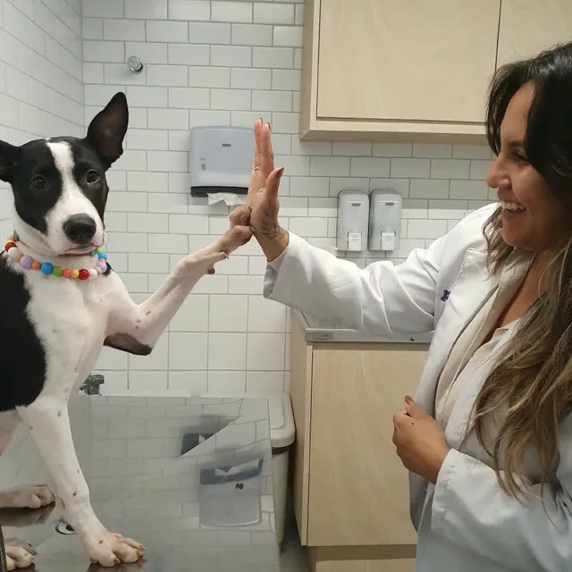 Dra. Kate Monique cuidando de um pet em atendimento